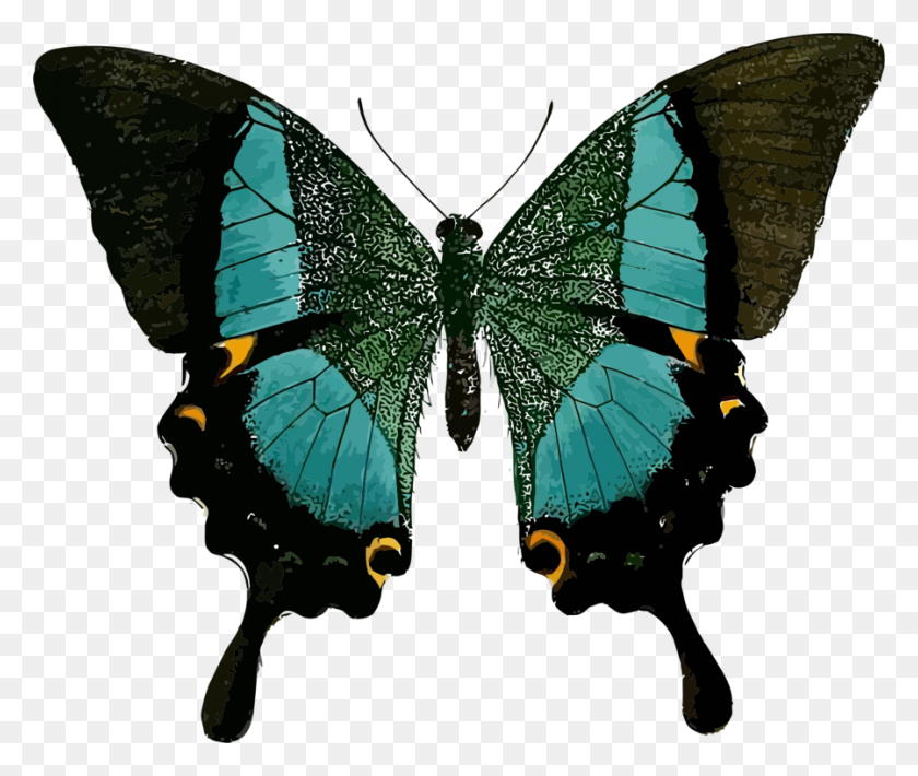 899x750 Butterfly Paris Peacock Insect Green Old World Swallowtail Free - Peacock PNG