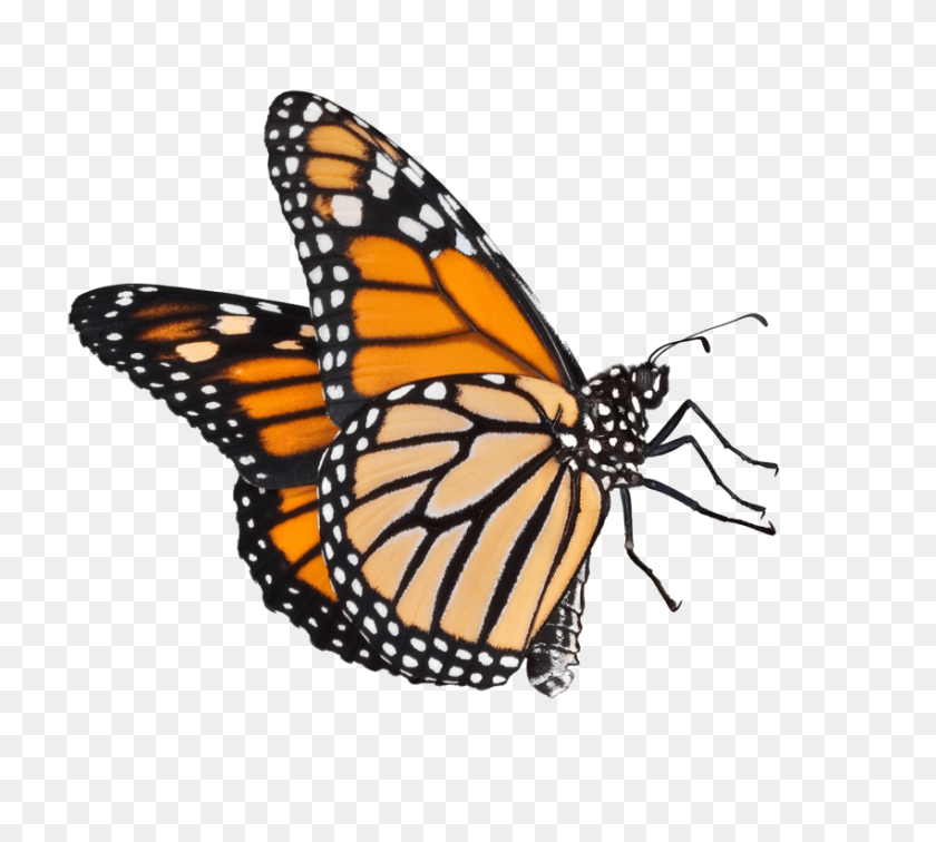 850x759 Butterfly Png - Butterfly PNG