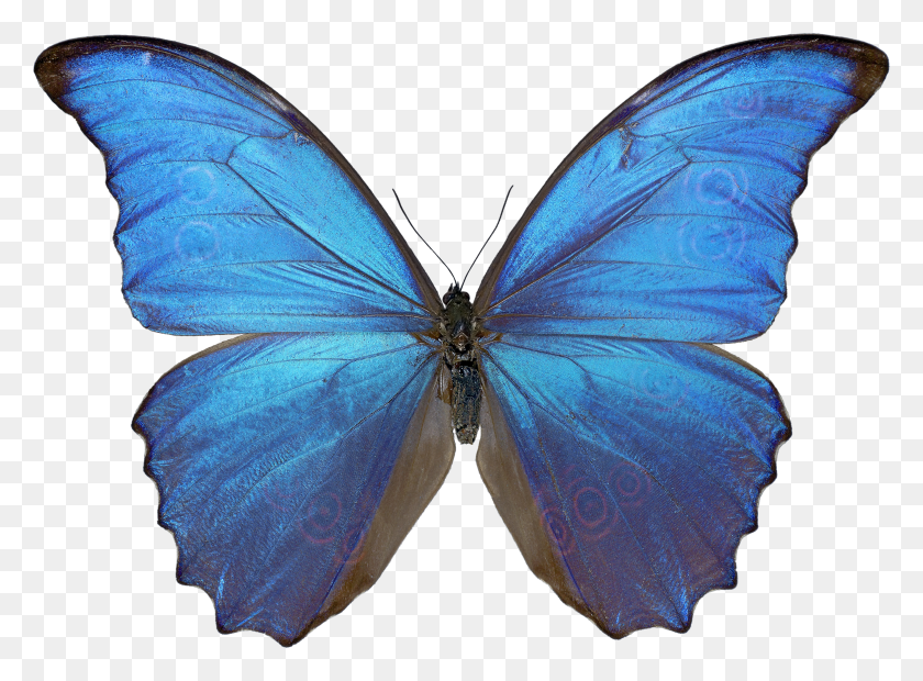 2332x1676 Butterfly Png Image - Moth PNG