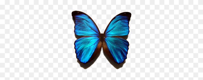 300x271 Butterfly Png Image, Free Picture Download - Butterfly PNG Images