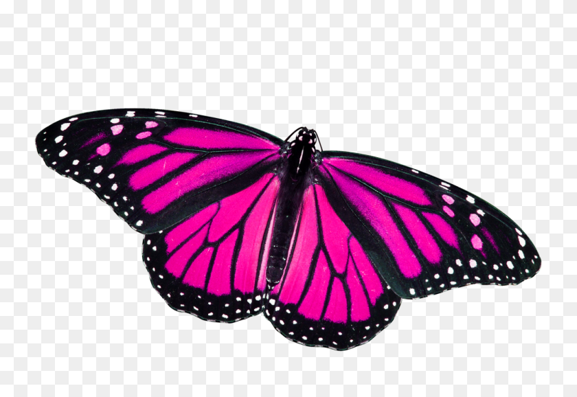 1280x851 Butterfly Png Pink - Pink Butterfly PNG