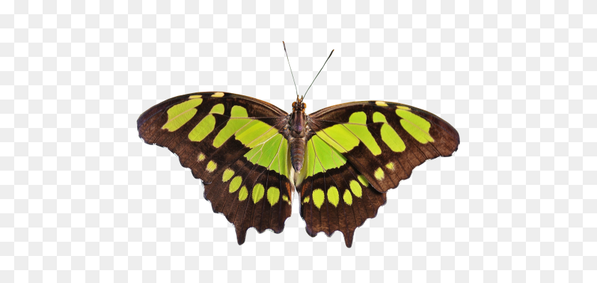 500x338 Butterfly Png Transparent Image - Butterfly PNG