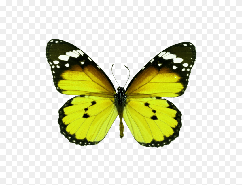 866x650 Butterfly Png Transparent Image - Butterfly PNG Images