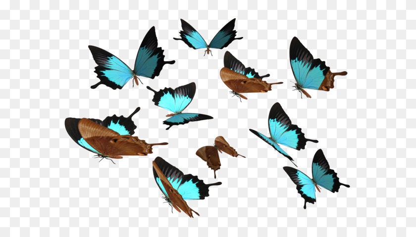 600x420 Butterfly Png Transparent Images - Butterfly Life Cycle Clipart