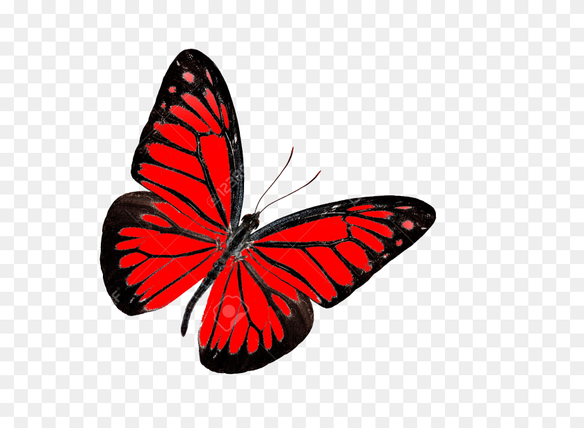 650x556 Butterfly Png Transparent Images, Pictures, Photos Png Arts - Real Butterfly PNG