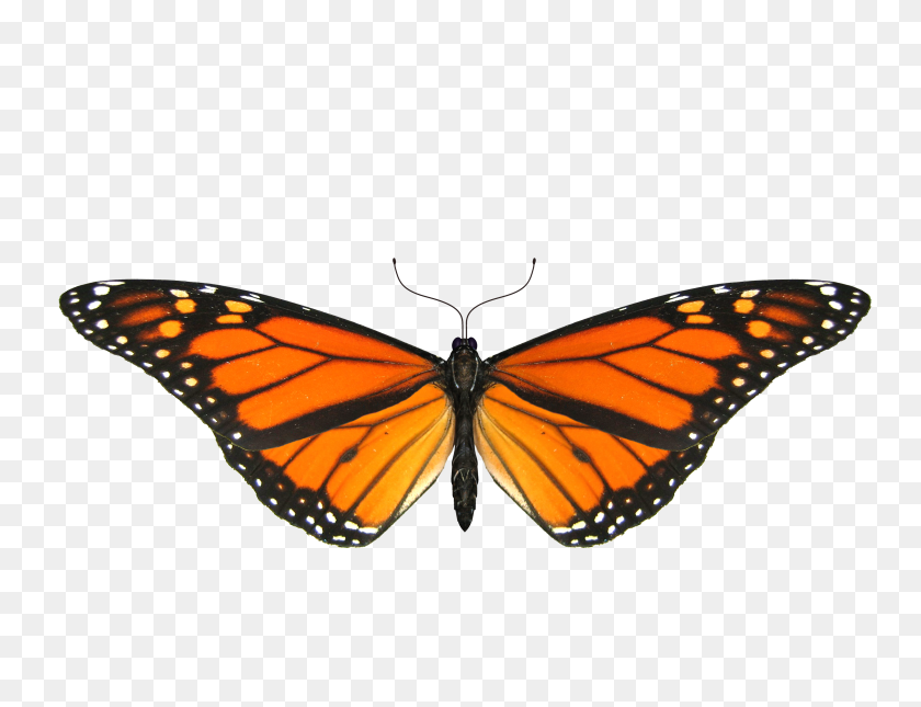3200x2400 Butterfly Png Wallpaper Transparent Images - Real Butterfly PNG