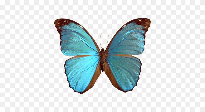 400x400 Mariposa Png