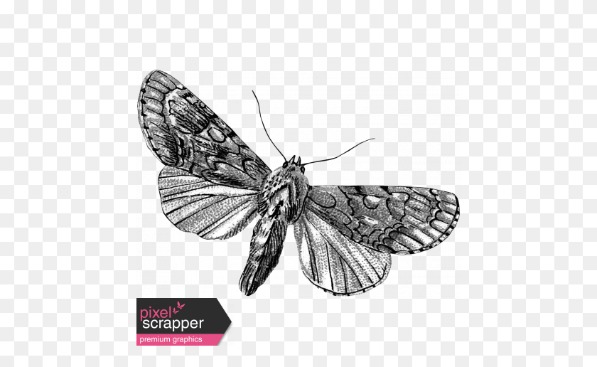 456x456 Butterfly Template Graphic - Butterfly Outline PNG