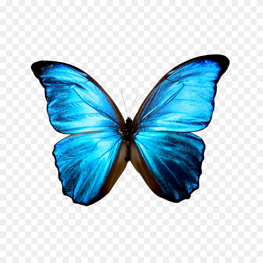 1091x1091 Butterfly Transparent Png Pictures - Facebook PNG Transparent