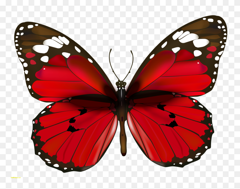 Бабочка Ультра HD изображения клипарт картинки - Бабочка изображения PNG.