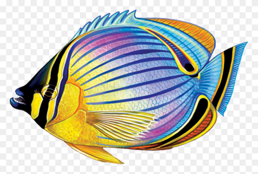 800x520 Png Рыба-Бабочка - Коралловый Риф Клипарт