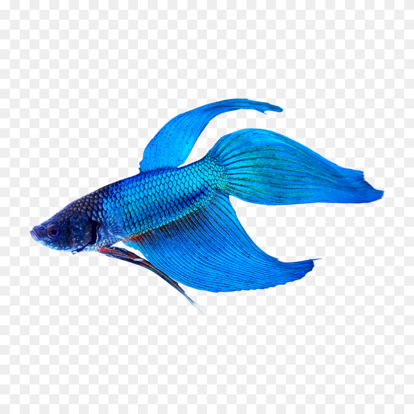 1200x1200 Купите Betta Fish Онлайн, Сэкономьте На Наборах Для Рыбной Посуды Home Gobetta - Betta Fish Png