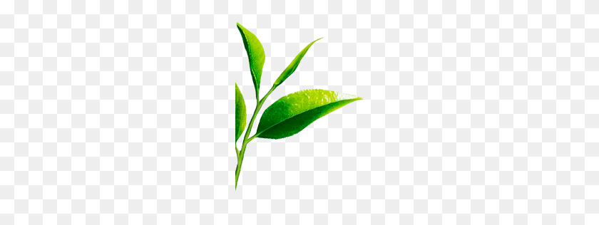180x256 Купить Классический Зеленый Чай Онлайн Плантация Холмов Канан Деван - Чайные Листья Png