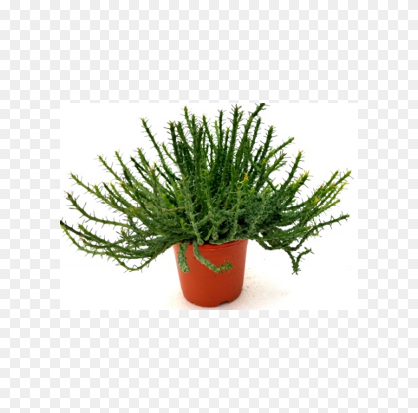 Buy Euphorbia Flanaganii Succulent Plant Online - Succulent PNG