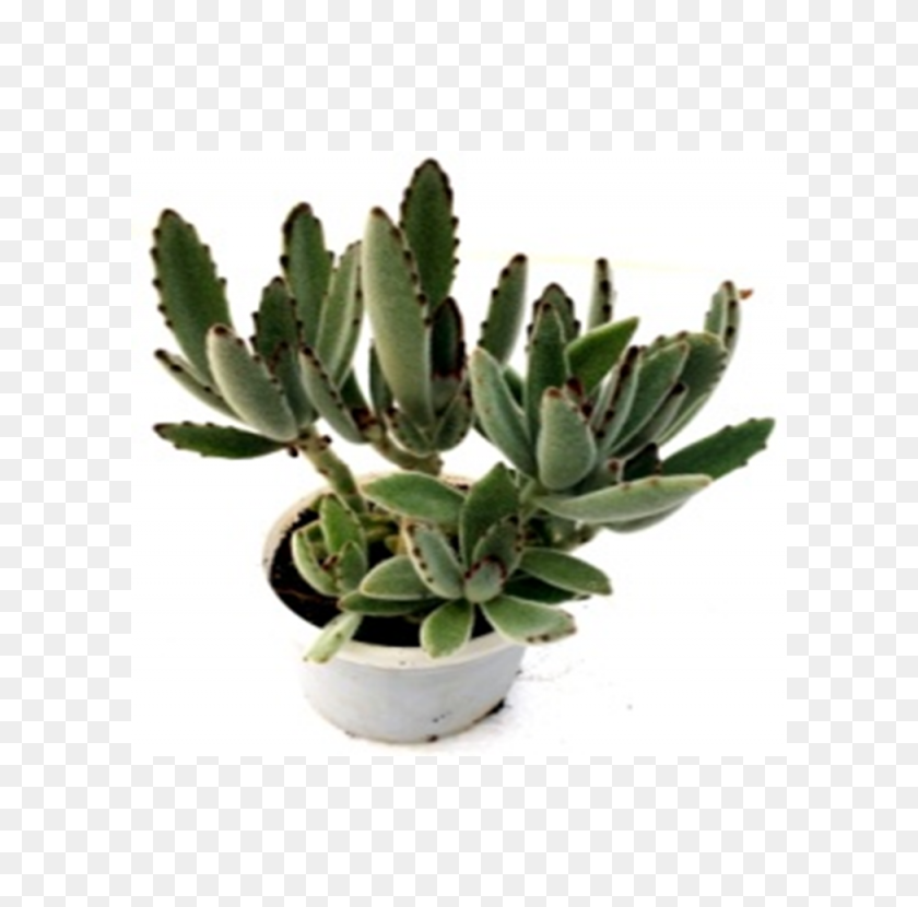 Buy Kalanchoe Tomentosa Succulent Plant Online - Succulent PNG