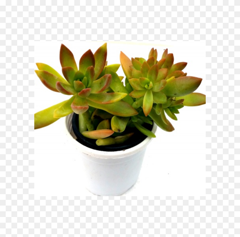 Buy Sedum Nussbaumerianum Succulent Plant Online - Succulent PNG