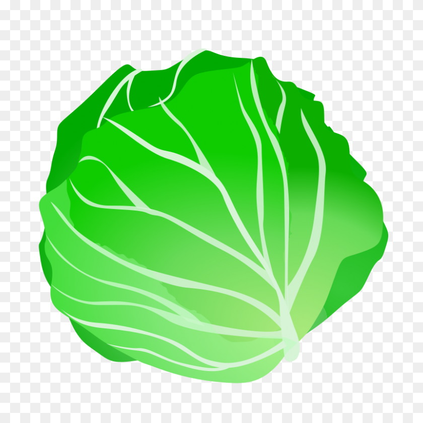 800x800 Cabbage Clip Art Png - Cabbage PNG