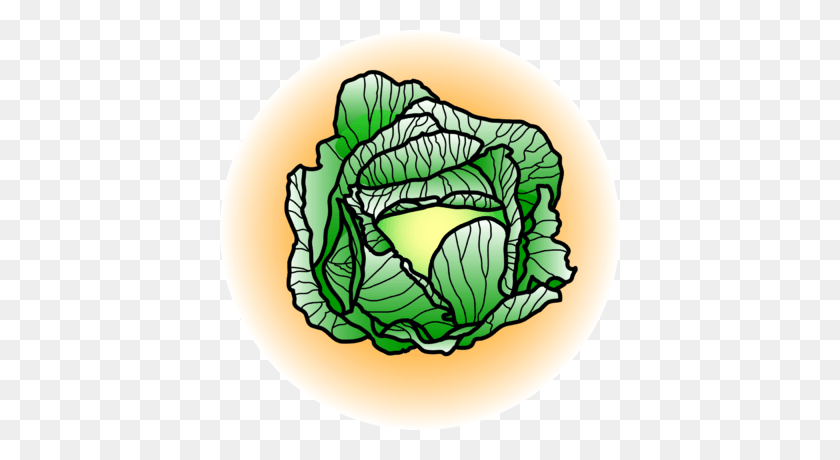 400x400 Cabbage Cliparts - Cabbage PNG