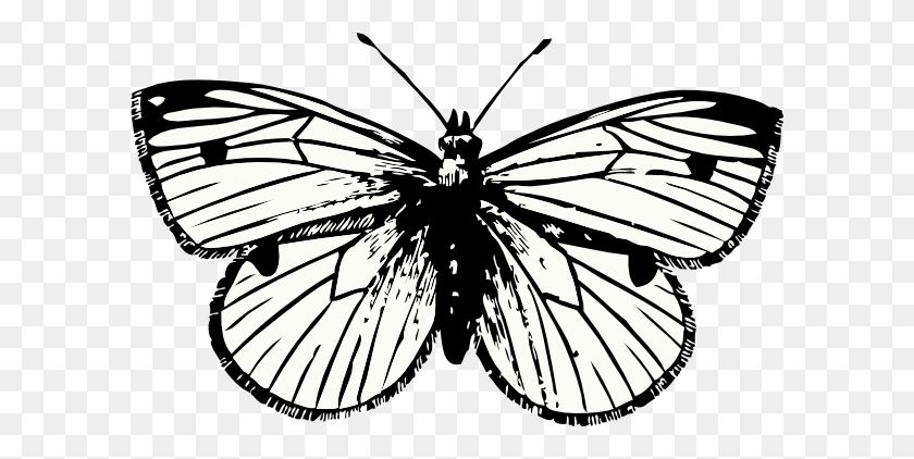600x362 Cabbage Moth Clip Art - Butterfly Clipart Black And White Outline