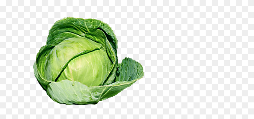 720x335 Cabbage Png Images Transparent Free Download - Cabbage PNG