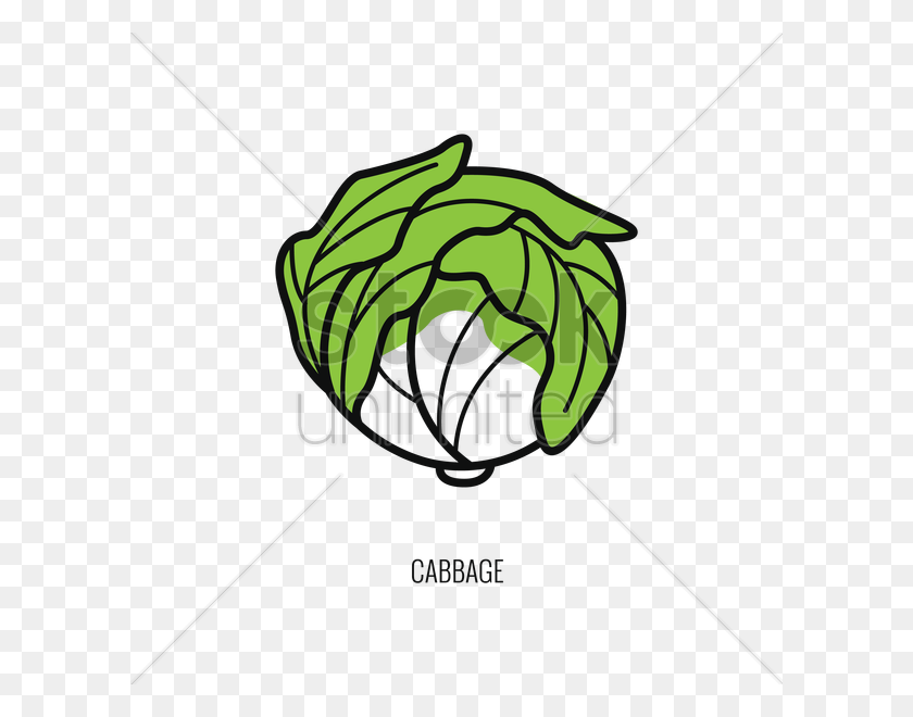600x600 Cabbage Vector Image - Cabbage PNG