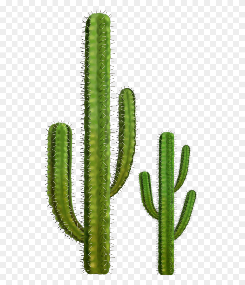 538x918 Cactus Cactus, Plantas - Saguaro Cactus Clipart