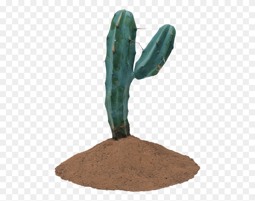 480x602 Cactus Png - Cactus PNG