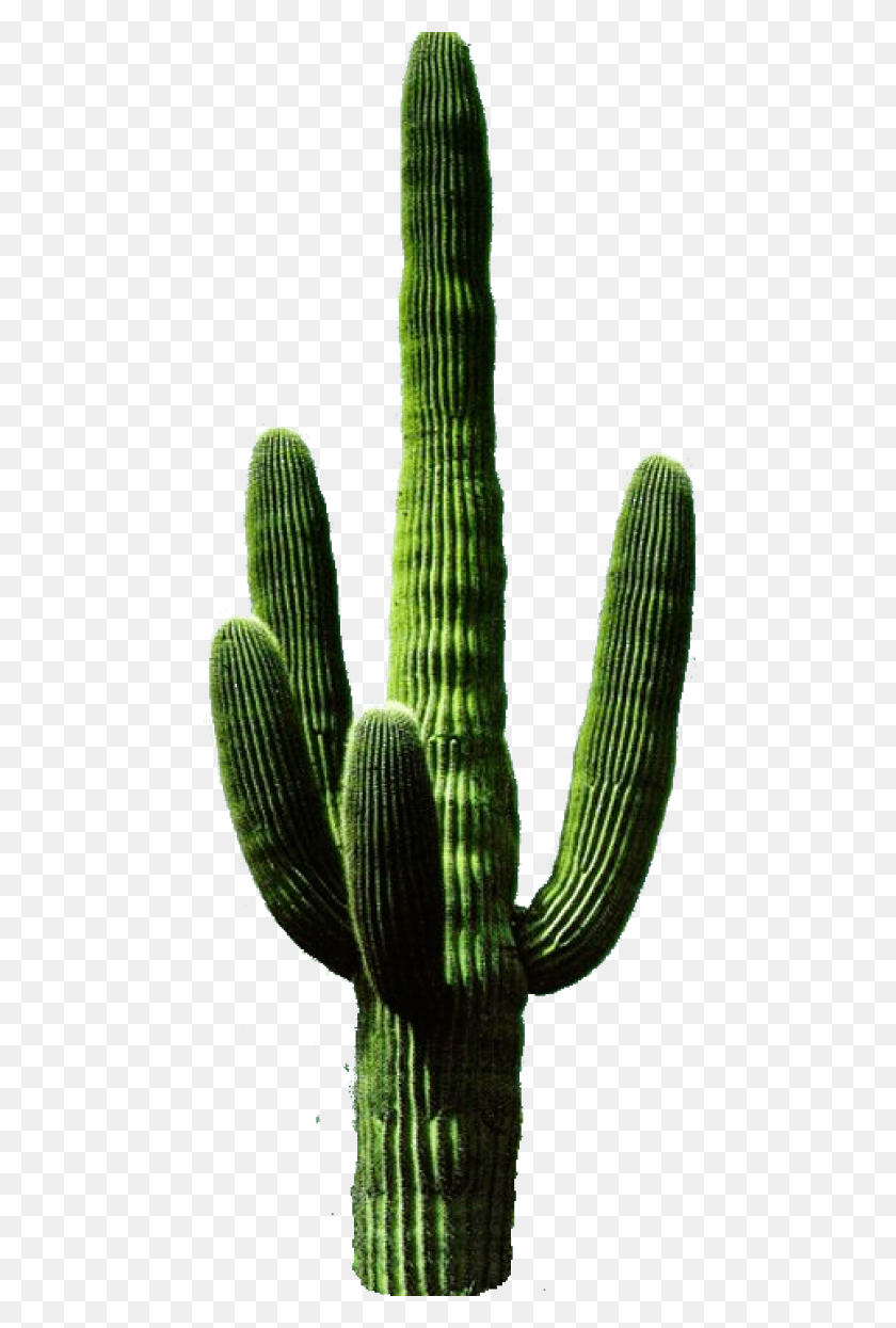 480x1185 Cactus Png Png - Cactus PNG
