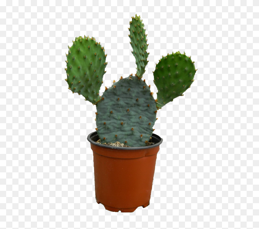499x684 Cactus Transparent Png - Nopal PNG