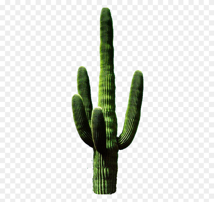 297x733 Cactus Transparent Png Pictures - Saguaro Cactus Clip Art