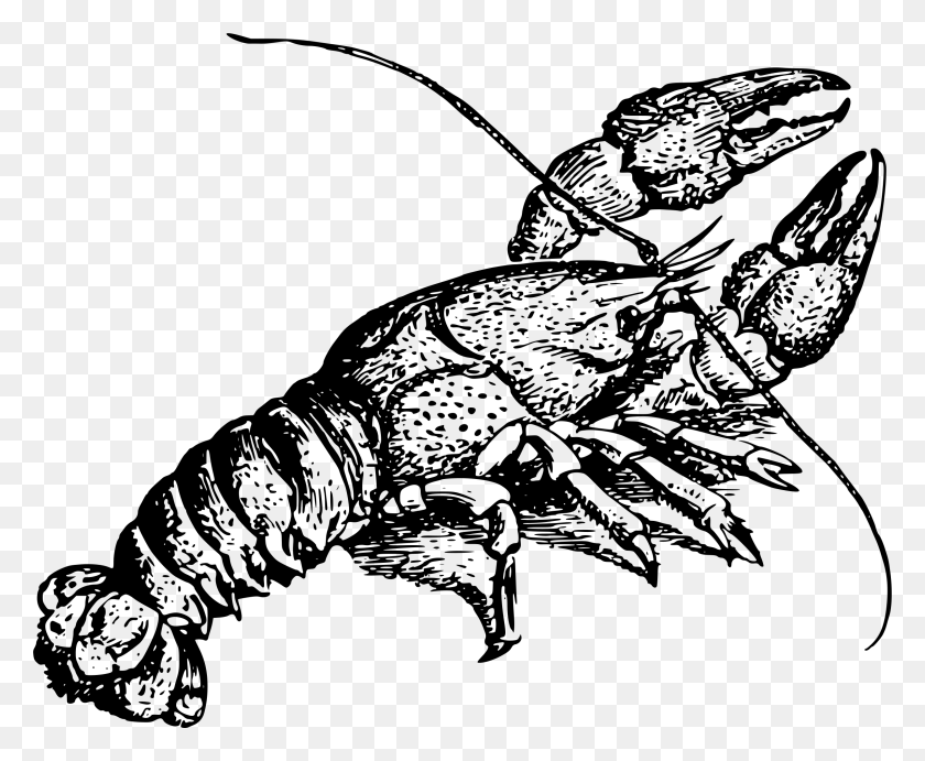 2400x1943 Cajun Lobster Drawing Dictionary In Lobster - Crawdad Clipart