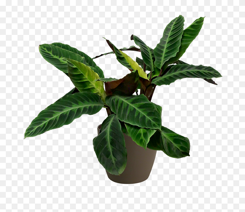700x669 Калатея Джунгли Бархат Комнатное Растение Большой Садовый Центр Челси - Джунгли Растения Png