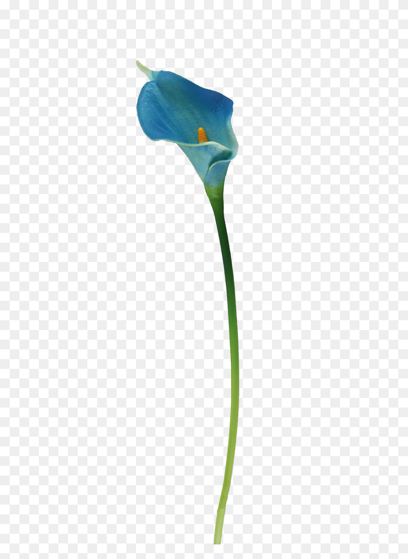 857x1200 Calla Lily Flores Png Photo Background - Calla Lily Png