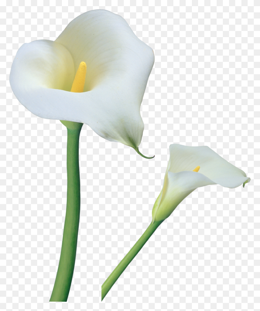 840x1019 Calla Lily Clipart Line Drawing - Flower Line PNG