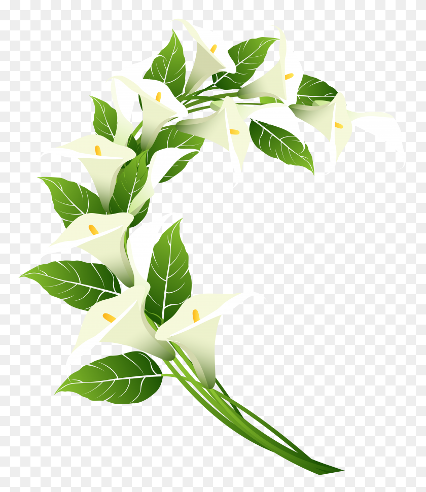 6855x8000 Calla Lily Decoration Png Clipart - Tea Leaf Clipart