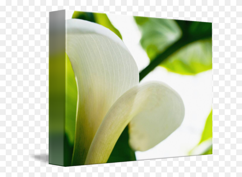 650x556 Calla Lily, Extreme Close Up Of Large White Petal - Calla Lily PNG