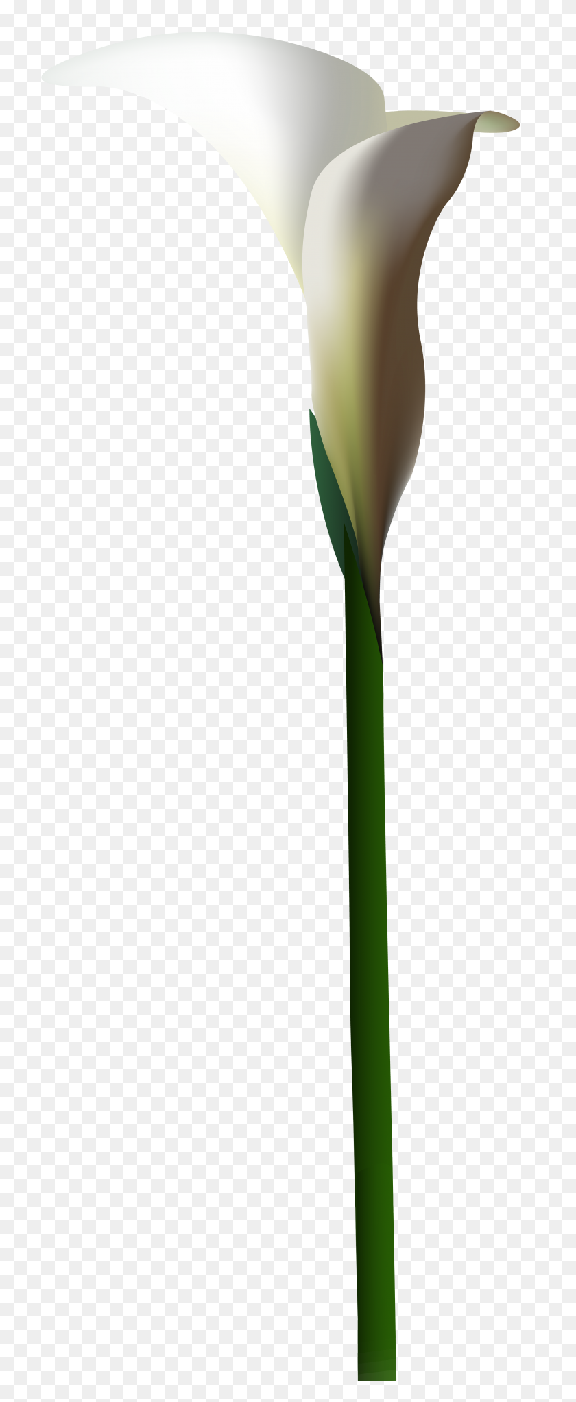 3143x8000 Calla Lily Flower Png Clip Art - Calla Lily PNG