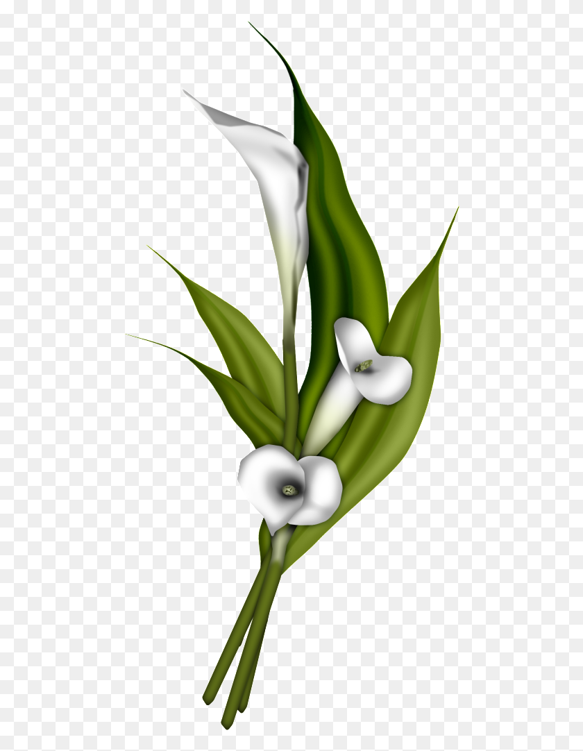 484x1022 Calla Lily Png Picture - Easter Lily PNG