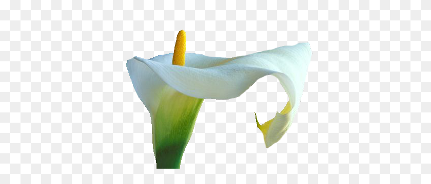 400x300 Callalily Png Images Transparent Free Download - Calla Lily PNG