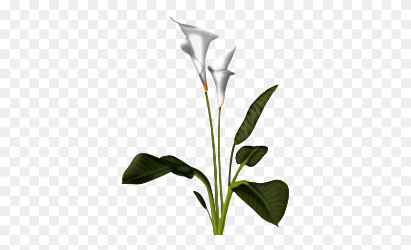 346x450 Callalily Png Images Transparent Free Download - Lily PNG