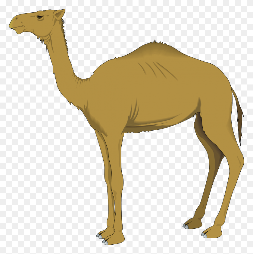 2020x2027 Camel Camel Clip Art - Camel Clipart