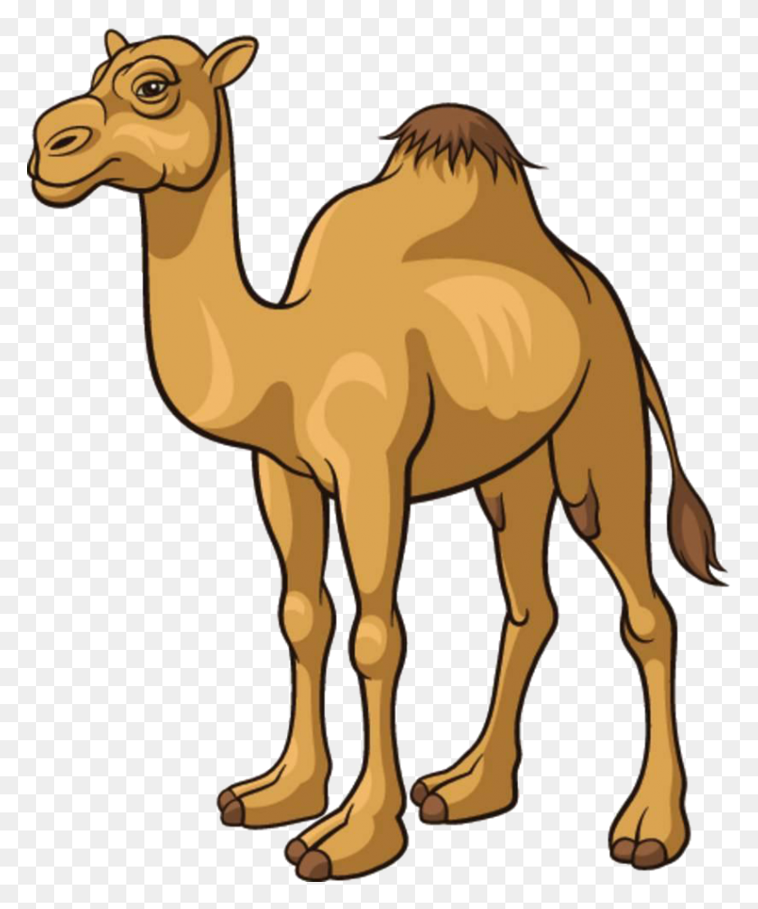 823x1000 Camello De Dibujos Animados De Imágenes Prediseñadas Libres De Regalías - Camel Clipart