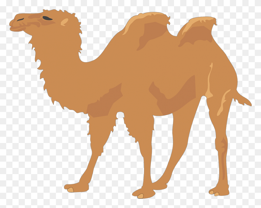 922x720 Camel Clip Art - Free Camel Clipart