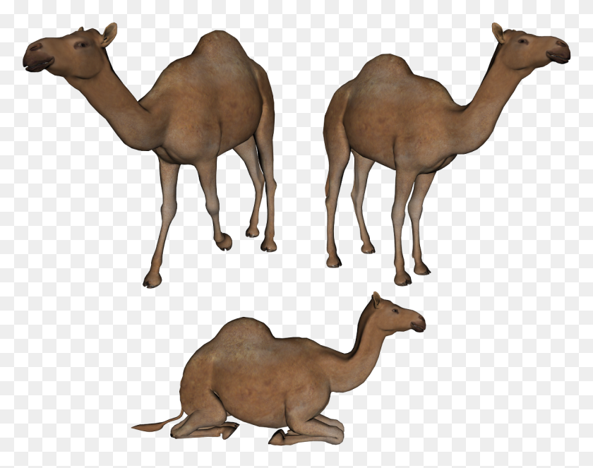 1208x934 Camel Clipart Two - Camel Clipart Black And White