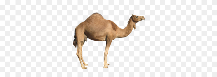 300x240 Camel Free Images - Camel Clipart