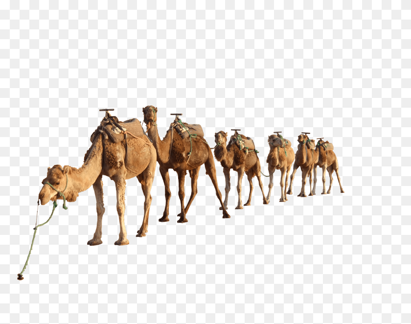 1971x1523 Camel Group Transparent Png - Camel PNG