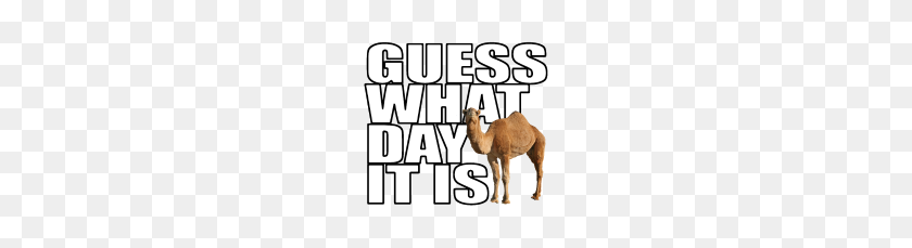190x169 Camel Guess What Day It Is Clip Art - Guess Clipart