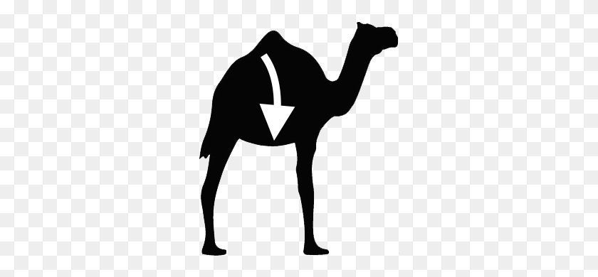 282x330 Camel News Archives - Hump Day Camel Clipart