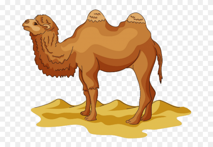 850x567 Camel Png - Camel PNG
