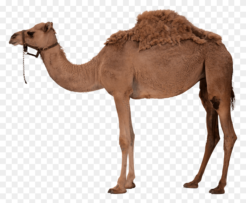 2640x2144 Camello Png Blanco Y Negro Camello Transparente Blanco Y Negro - Joroba De Camello Clipart